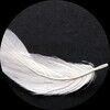 ange1wings